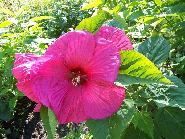 Hibiscus