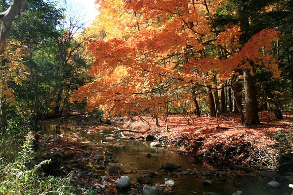 River in Autumn Forest