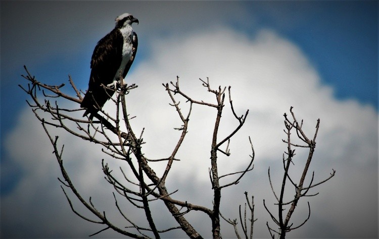 The Osprey is best fisher 