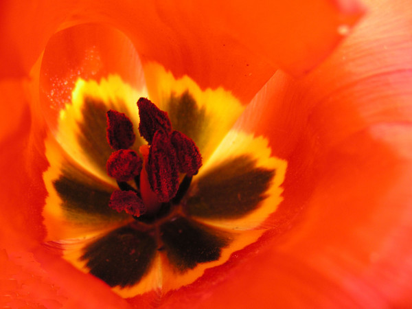 Inside of a Red Tulip