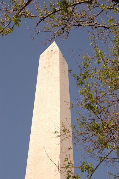 Washington Monument - trees