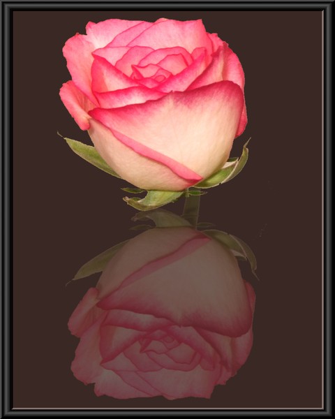 cream and pink rose
