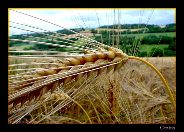 Great harvest