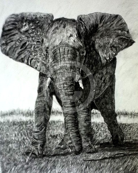 Elephant Gentle Giant