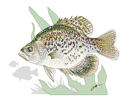 Black Crappie