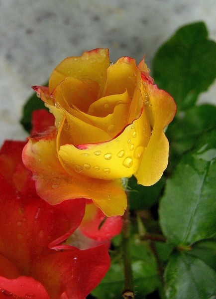 yellow rose