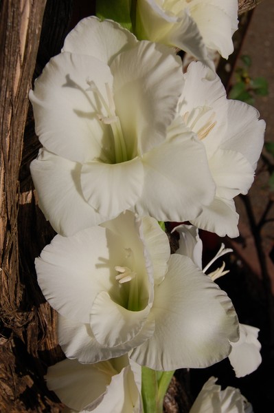 gladioli