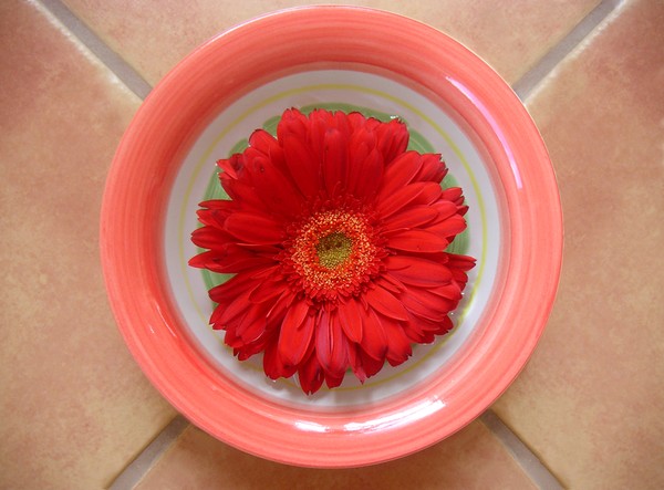 Daisies - Bowled On Tile