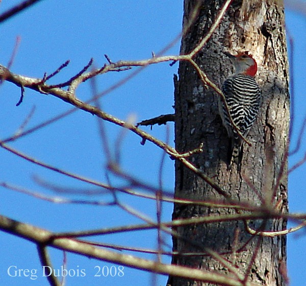 Woodie the woodpecker