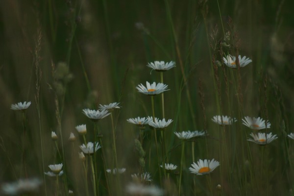 Field Of Daisies 