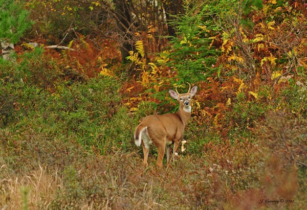 Young White Tail Buck