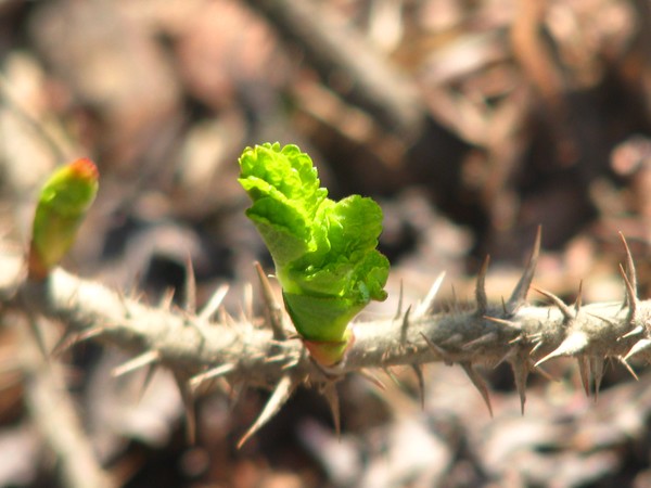 ..springtime light..