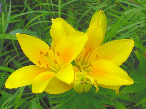 Marion Vaughn Lilies