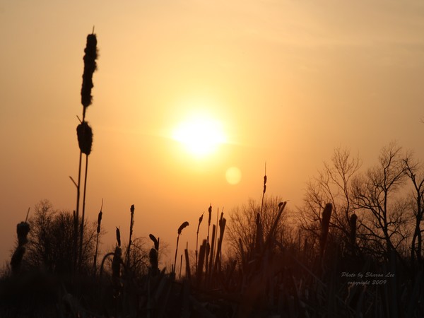 Wetlands Sunset 2