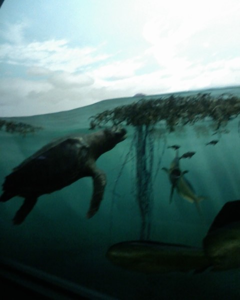 Underwater, Turtles