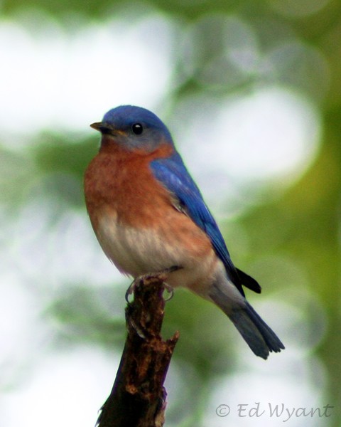 BluebirdProfile