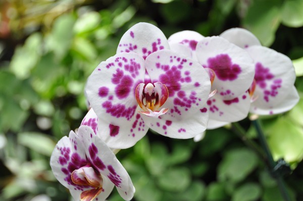 Orchids