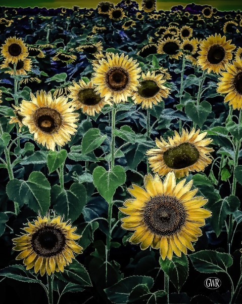 sunflowers-2 