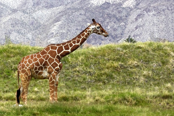 Giraff looking into the distance