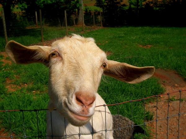 Goat Friendly Smile