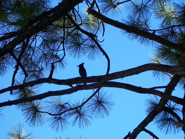 Blue Jay silhouette in a Northern California tree