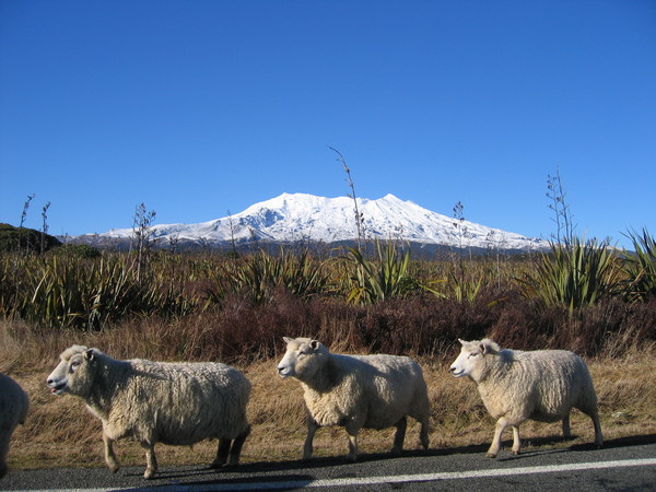 The sheep & the Mountain