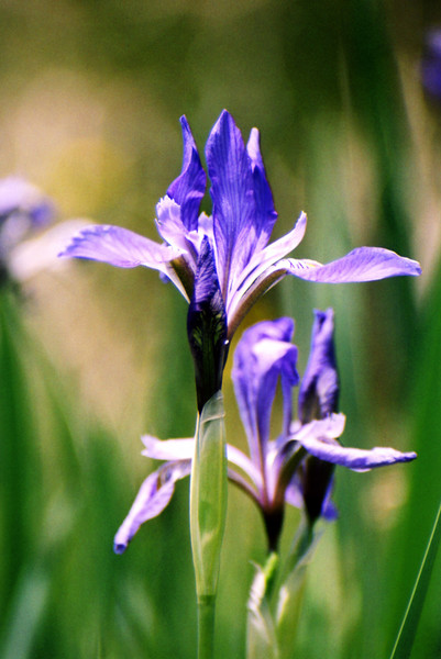 Mountain Iris