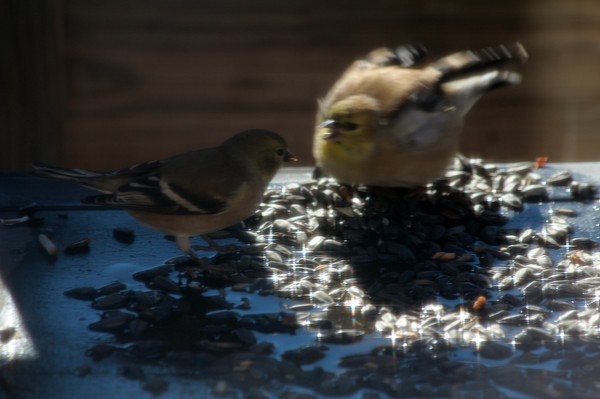 Goldfinch Squabble