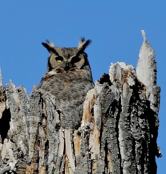 whoooo guards the nest ?