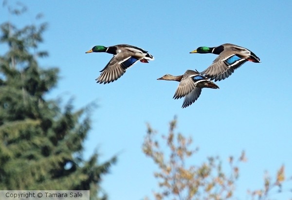 Three Mallards in Flight