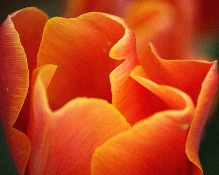 orange tulip grain