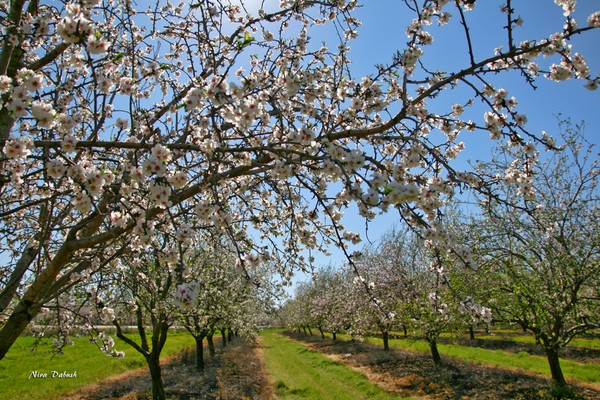 Almond Plantation