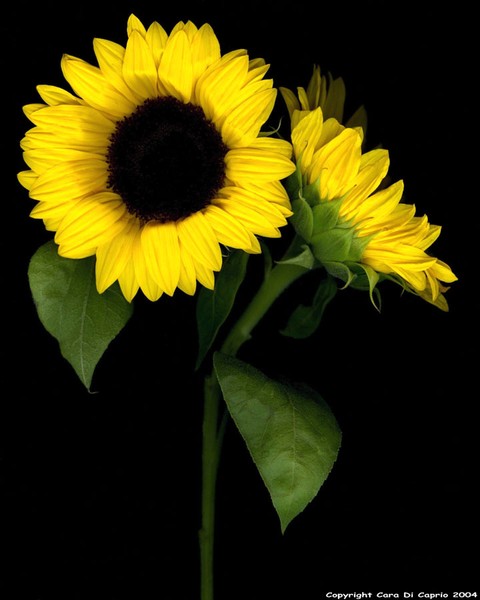Sunflowers 008