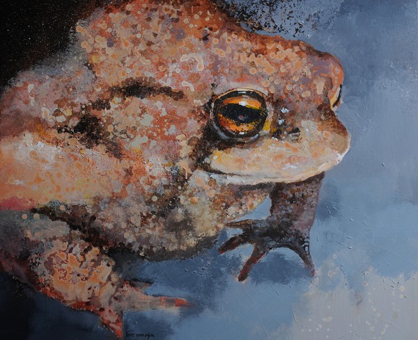 common Toad