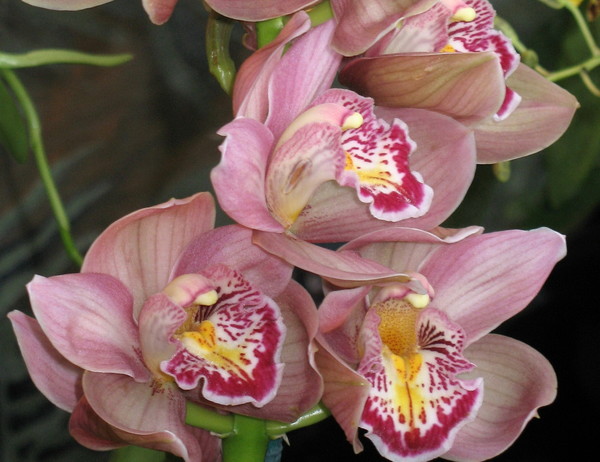 Orchid Bloom