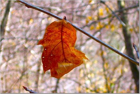 Leaf in Spring