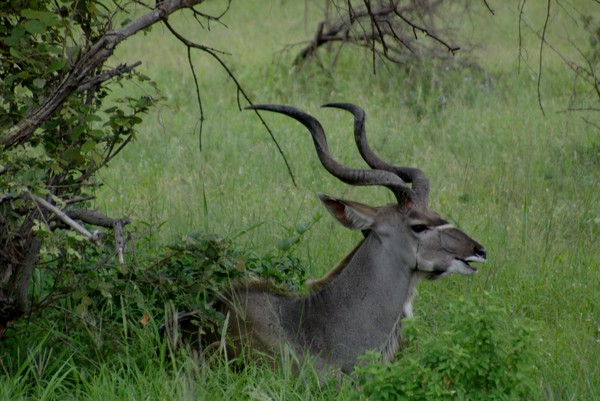 South  African Kudu