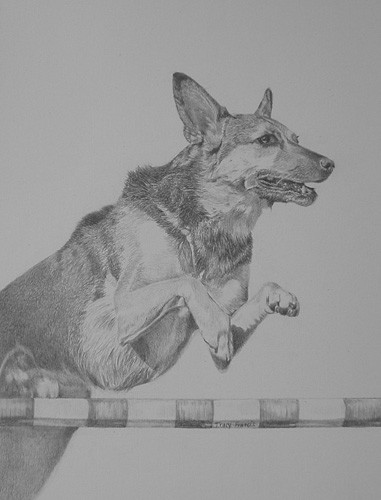Skye, 2006 Top SPCA Agility Dog
