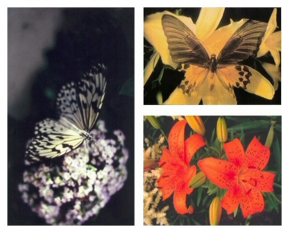 Montage of Butterflies and Flowers