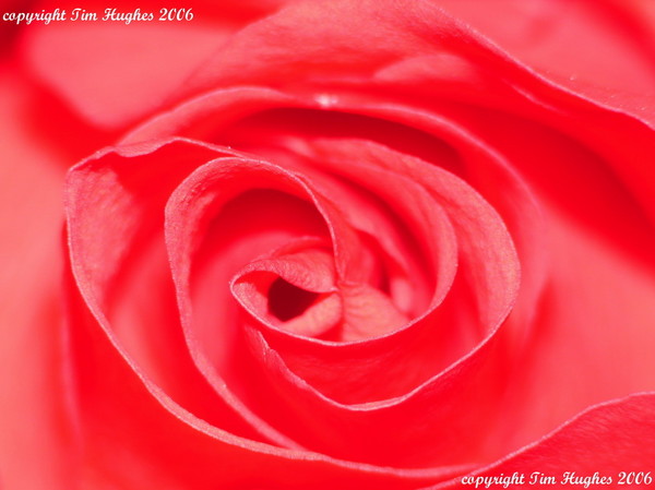 'Abstract Rose 1'