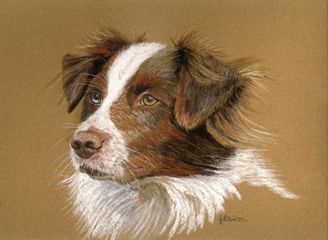 Australian Shepherd