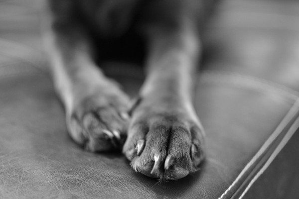 Doggie toes