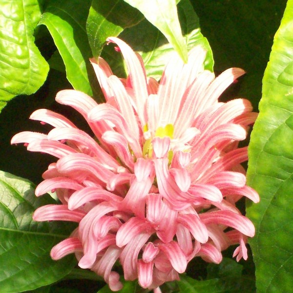 Summer Flower