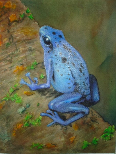 Brilliant Blue Poison Dart Frog
