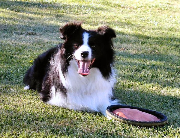 Got Frisbee???