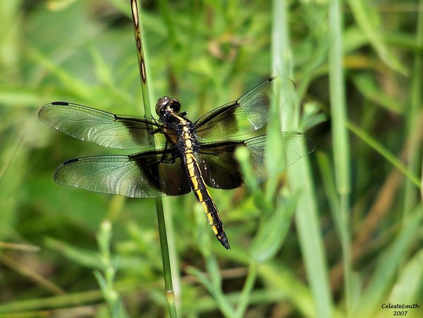 Lake Michigan Dragonfly