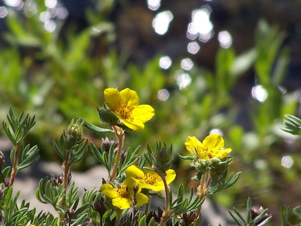 Cinquefoil on Creek