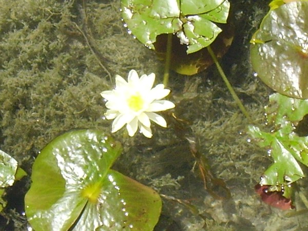 The Water Lily