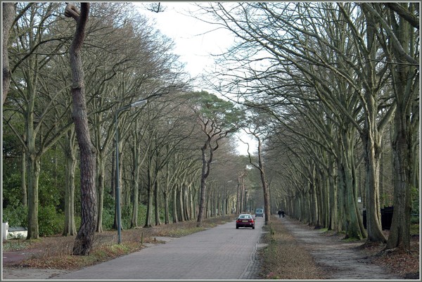 Road to Bergen, near the dutch coast and dunes