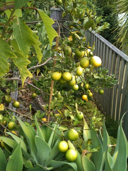 Lemon'sat the back yard